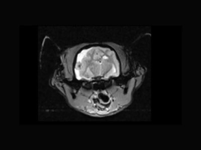 Prečna T2-utežena GE pri meningiomu pri mački
